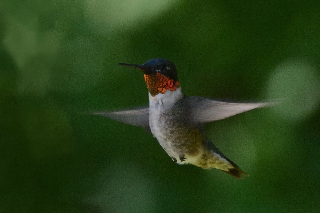 Hummingbird, Ruby-throated, 2016-08234550b Wachusett Meadow, MA.JPG - Ruby-throated Hummingbird. Wachusett Meadow Wildlife Sanctuary, Princeton, MA, 8-23-2016